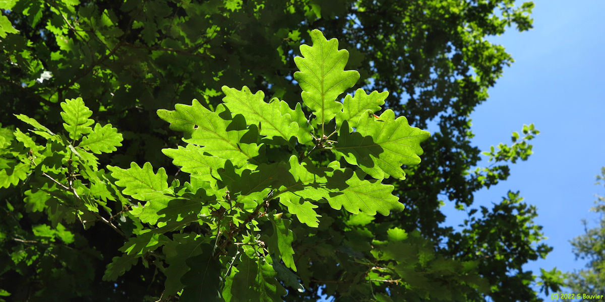 Forêt de Lyons (Feuilles)