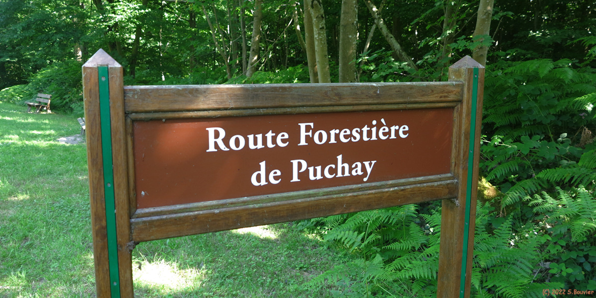 Forêt de Lyons (Panneau 2)