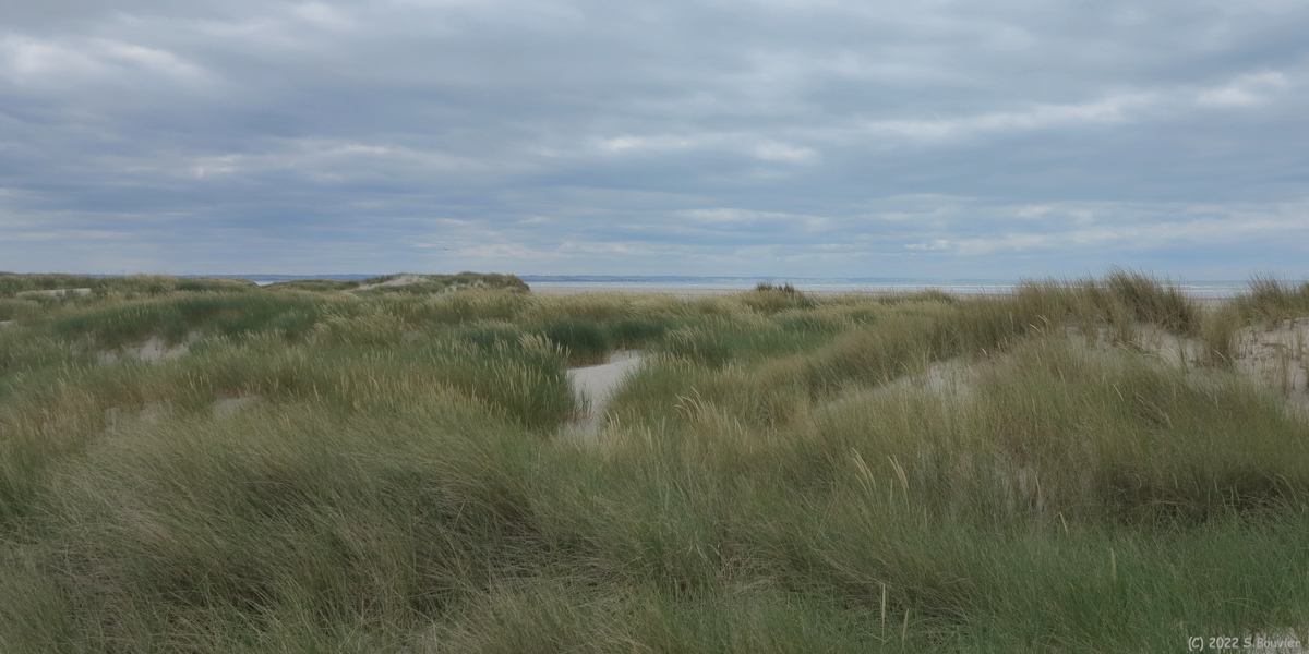 Saint Quentin en Tourmont (Dunes)