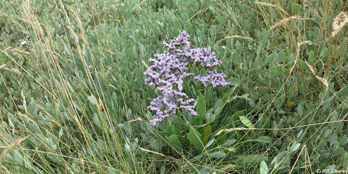 Saint Quentin en Tourmont (Lilas 1)