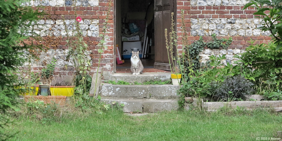 Quiberville (Chat)
