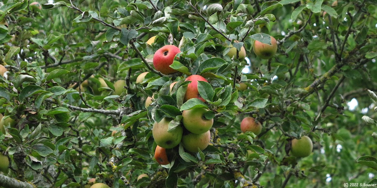 Longueil (Pommes)