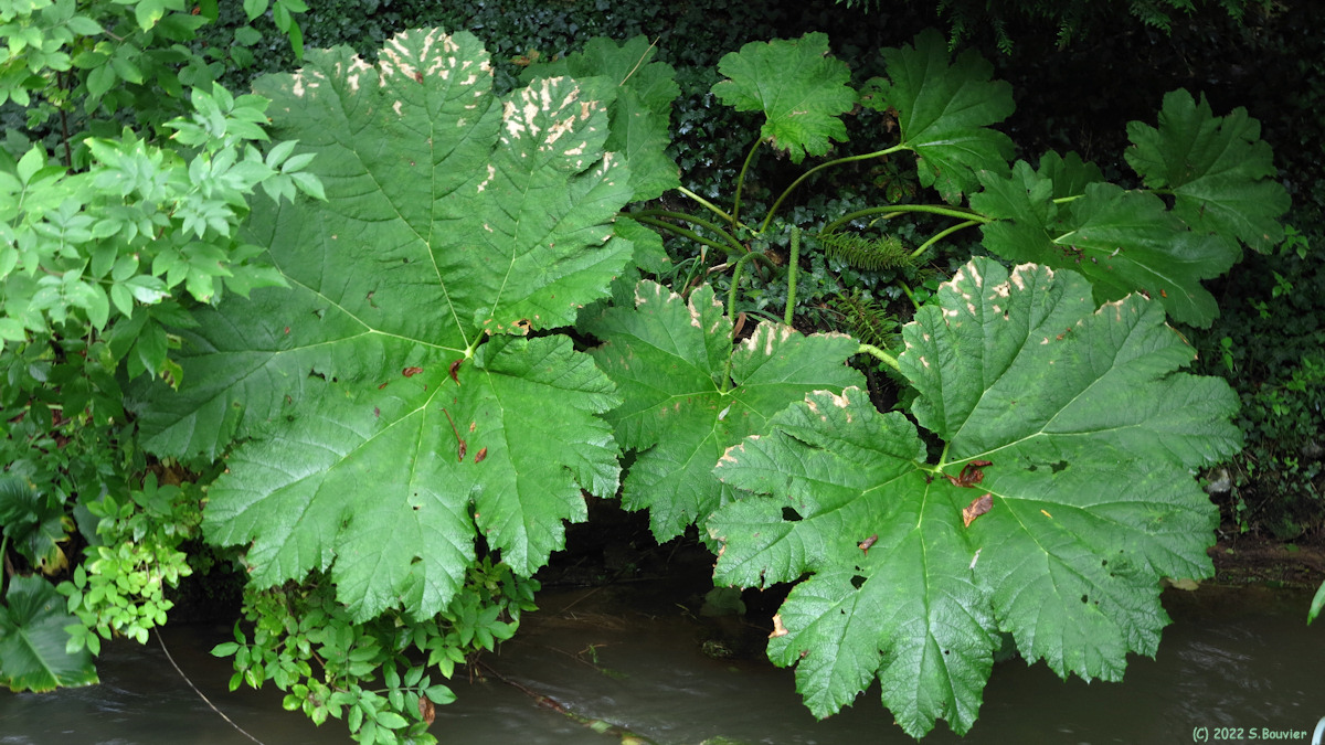Ouville la Rivière (Darmera peltata)