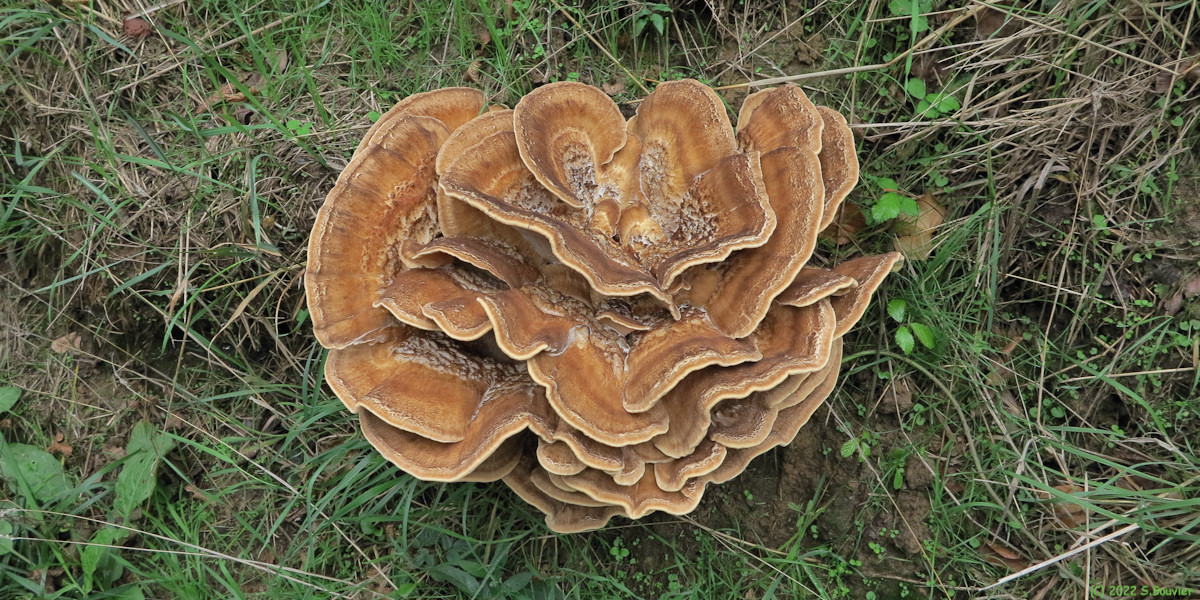 Ouville la Rivière (Polypore géant)