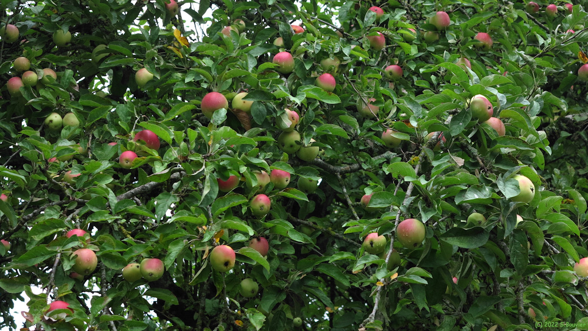 Ouville la Rivière (Pommes)
