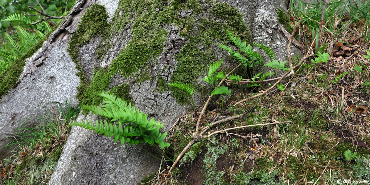 Greuville (Polypodes)