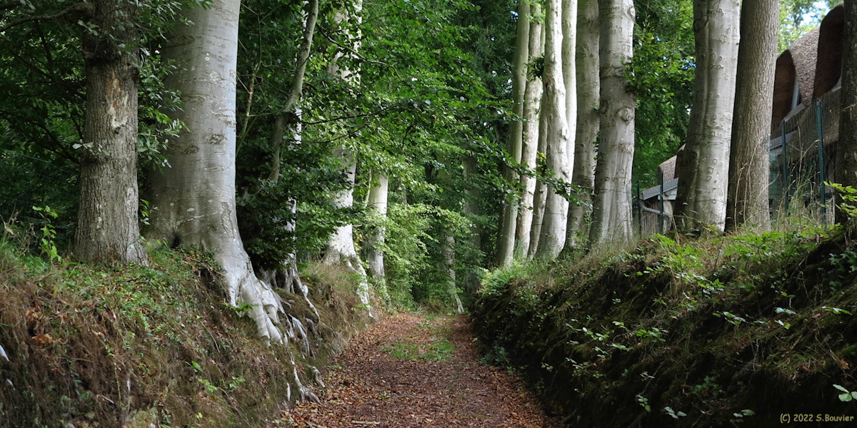 Crasville la Rocquefort (Sente)