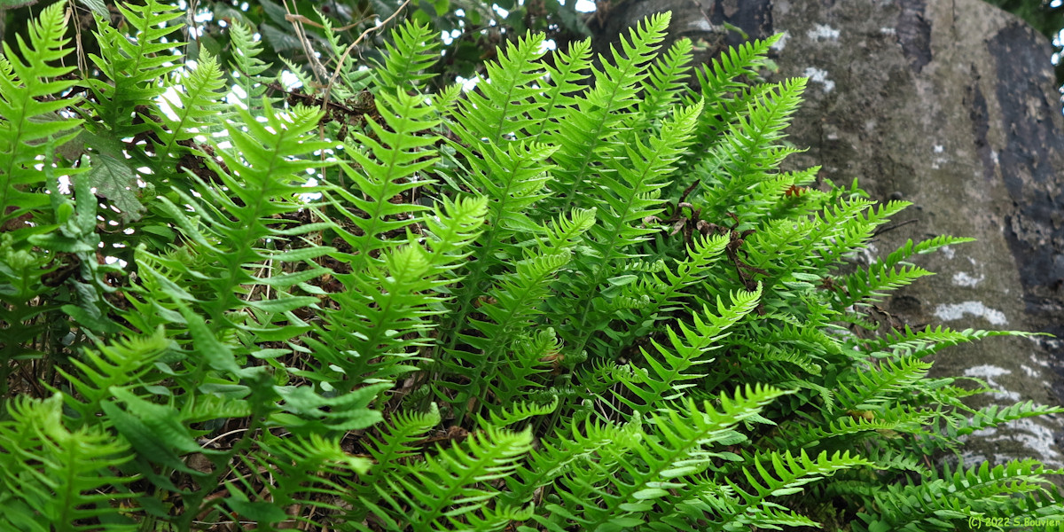 Tocqueville en Caux (Polypodes 1)