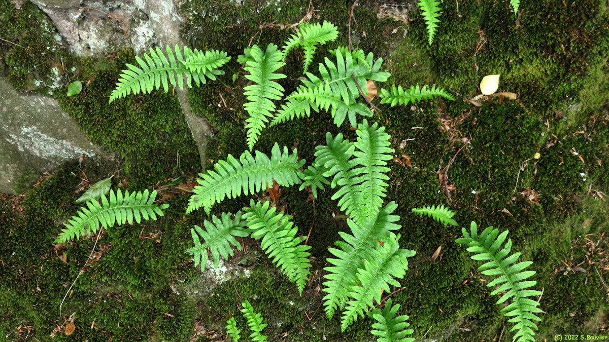 Tocqueville en Caux (Polypodes 2)