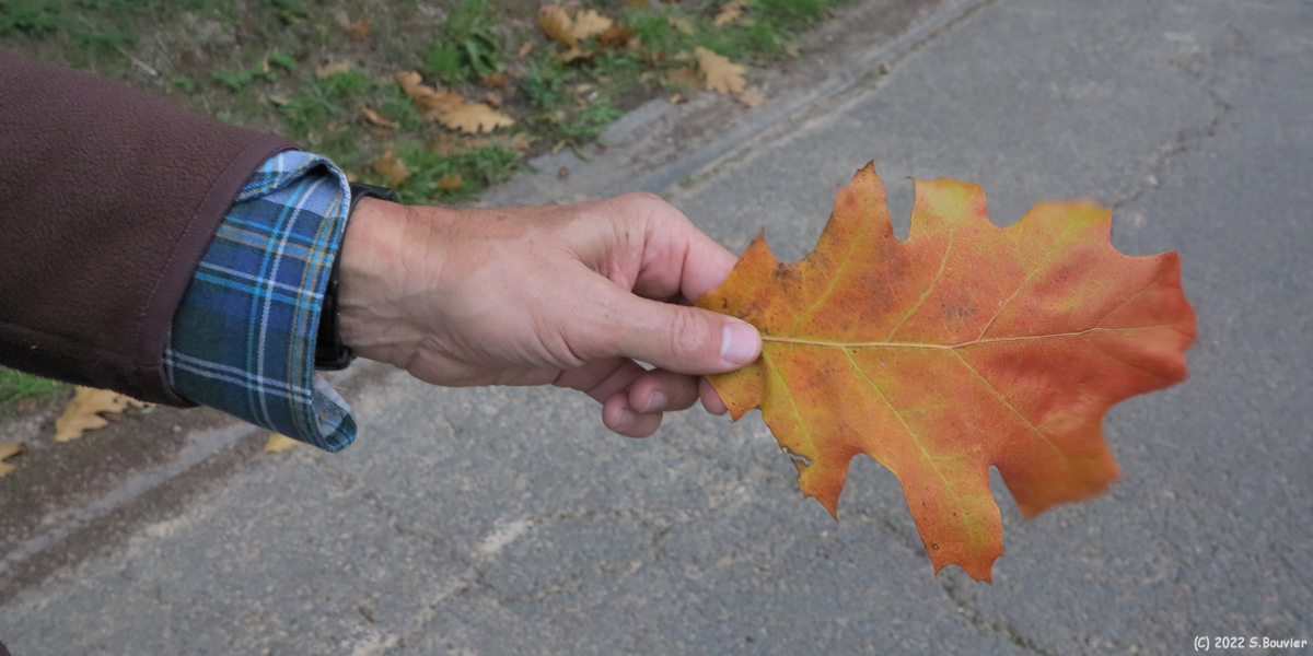 Gonnetot (Feuille)