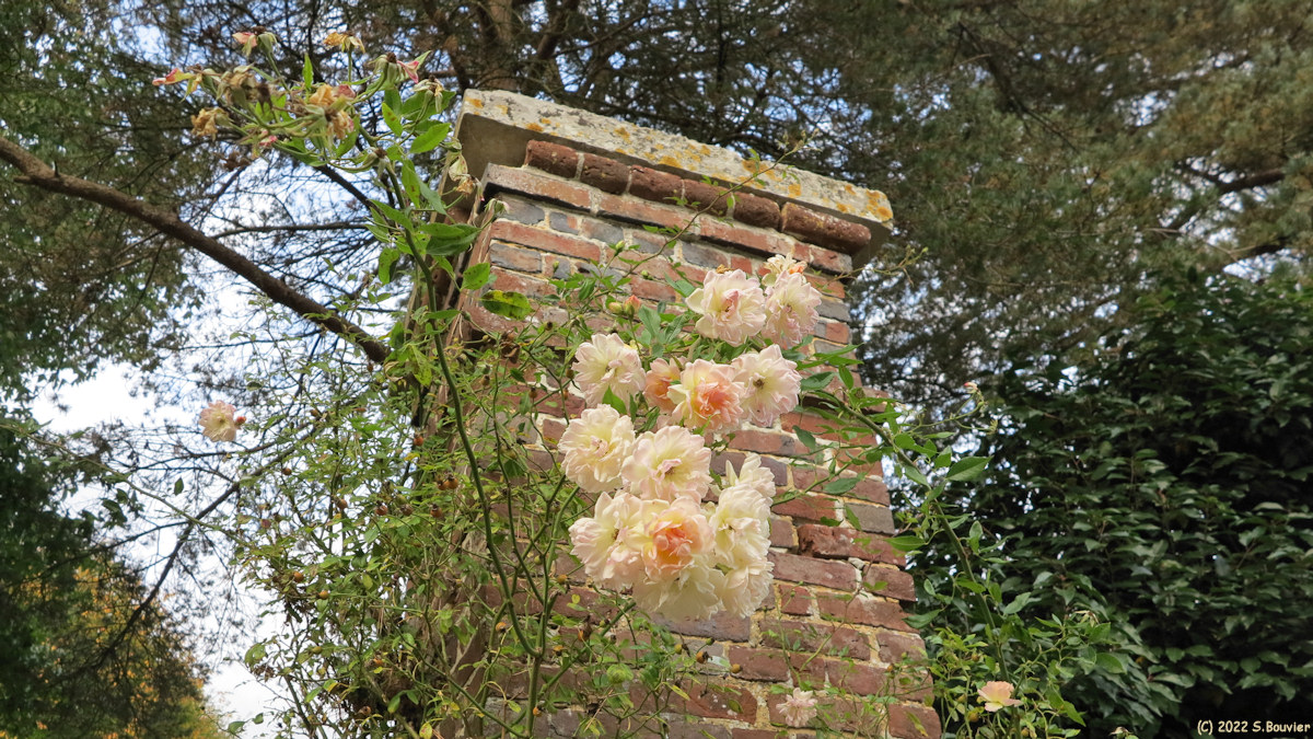 Bretteville Saint Laurent (Roses)