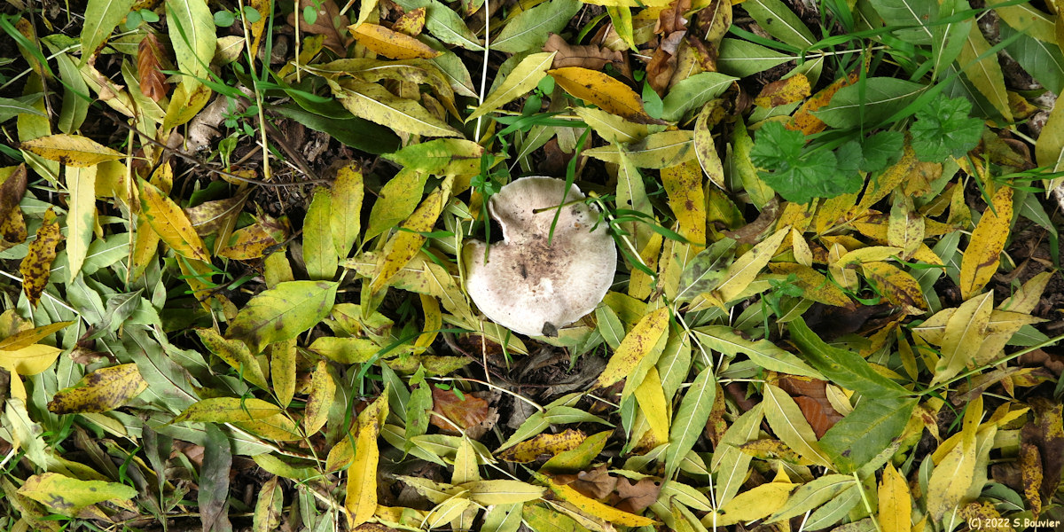 Val de Saâne (Feuilles 1)