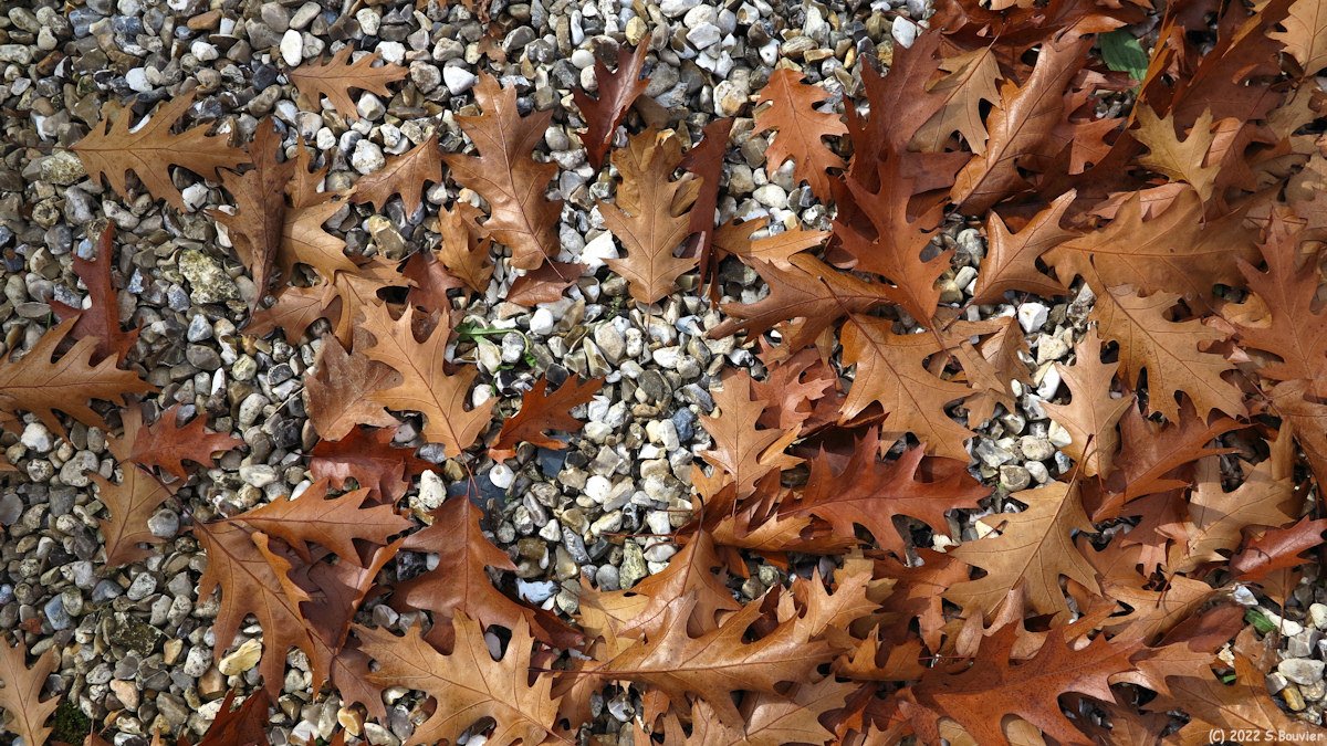 Val de Saâne (Feuilles 2)