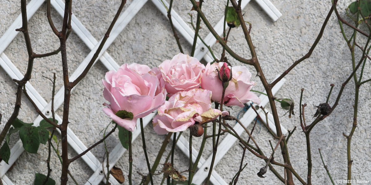 Val de Saâne (Roses)