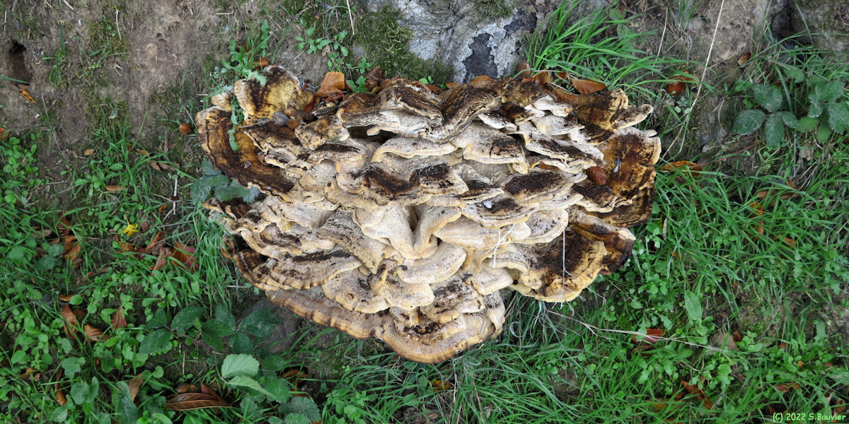 Saint Pierre Bénouville (Polypore)