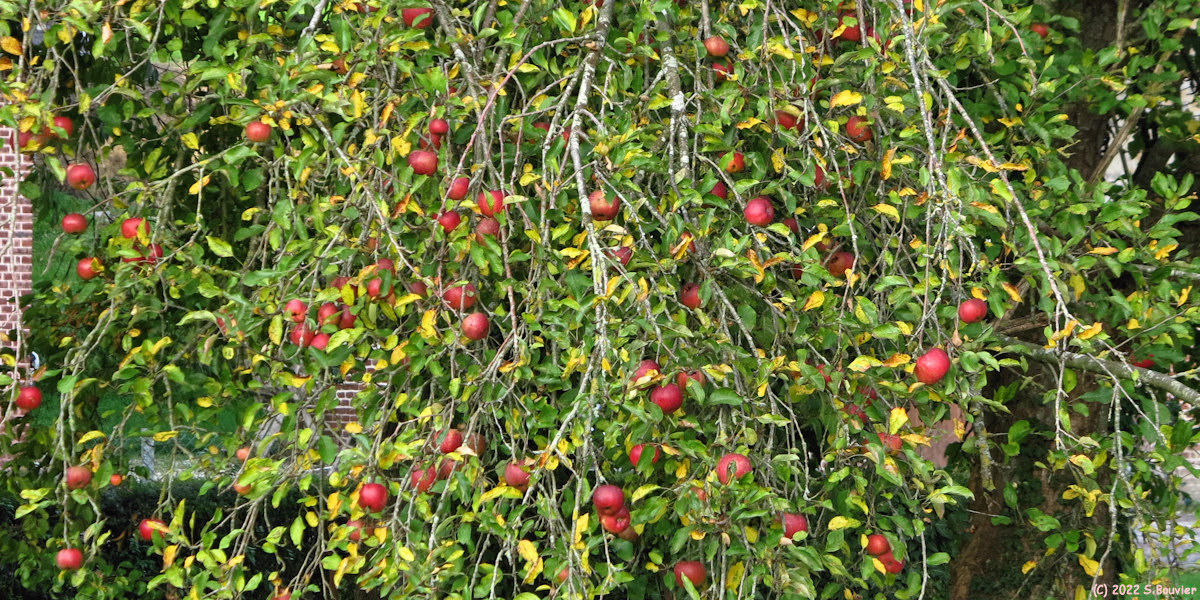 Auzouville sur Saâne (Pommes)