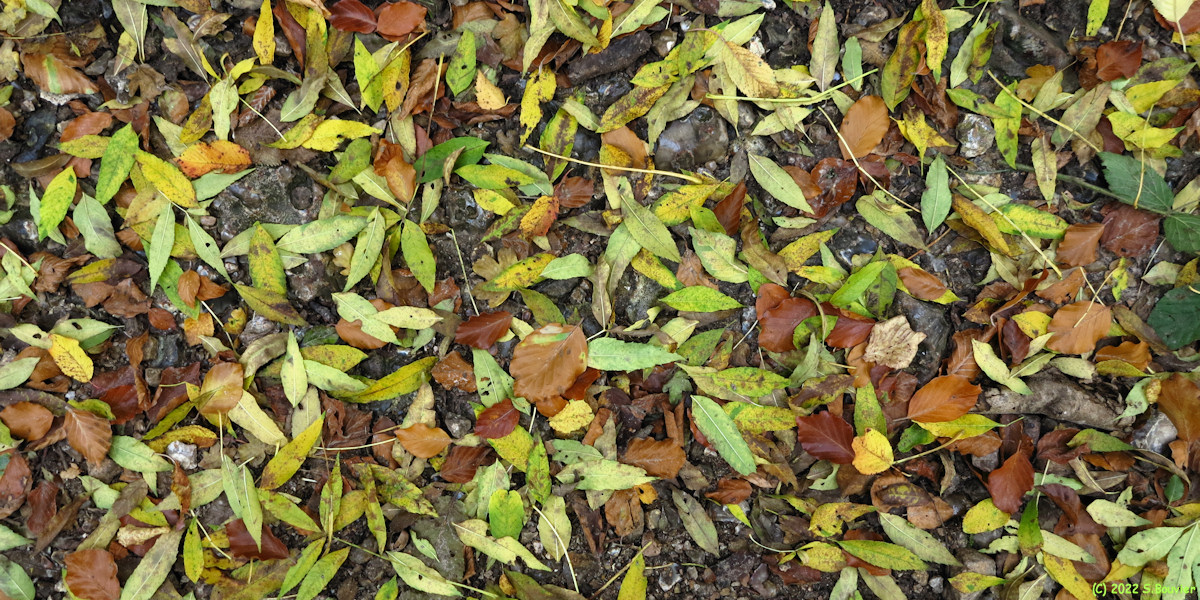 Lestanville (Feuilles mortes)