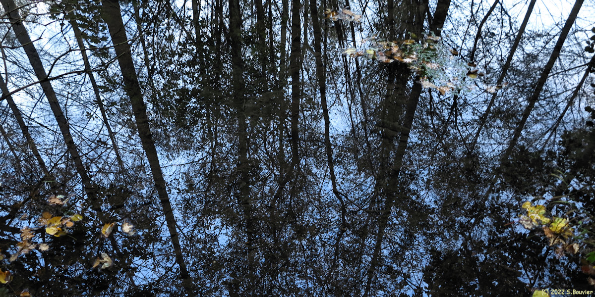 Val de Saâne (Reflets)