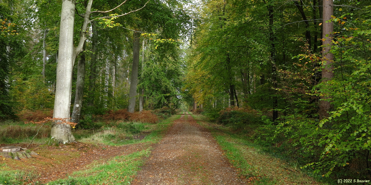 Forêt d'Arques (Route forestière)