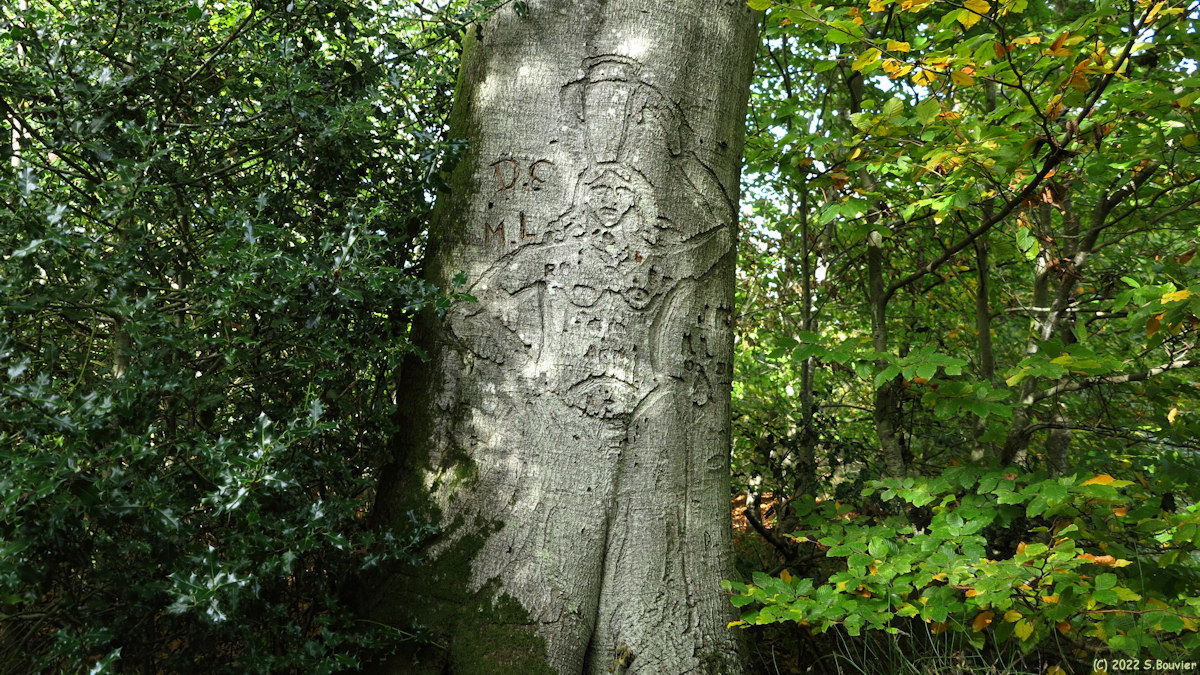 Forêt d'Arques (Porteuse d'Eau)