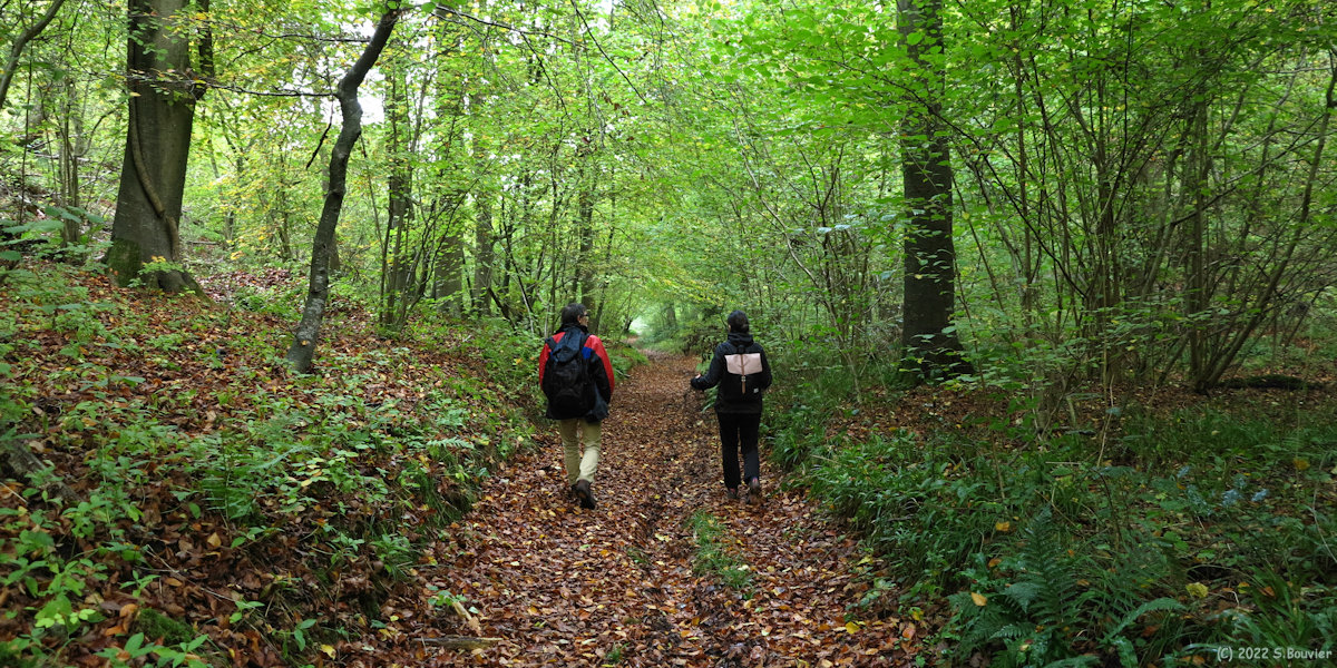 Forêt d'Arques (Chemin)