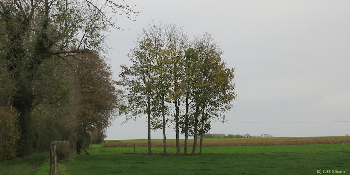 Saint Jacques d'Aliermont (Six Arbres)