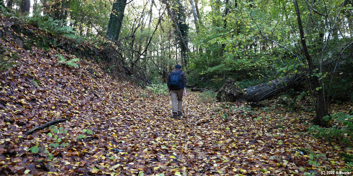 Forêt d'Eawy (Chemin 1)