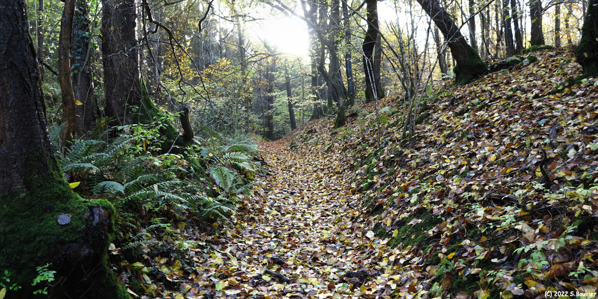 Forêt d'Eawy (Chemin 2)