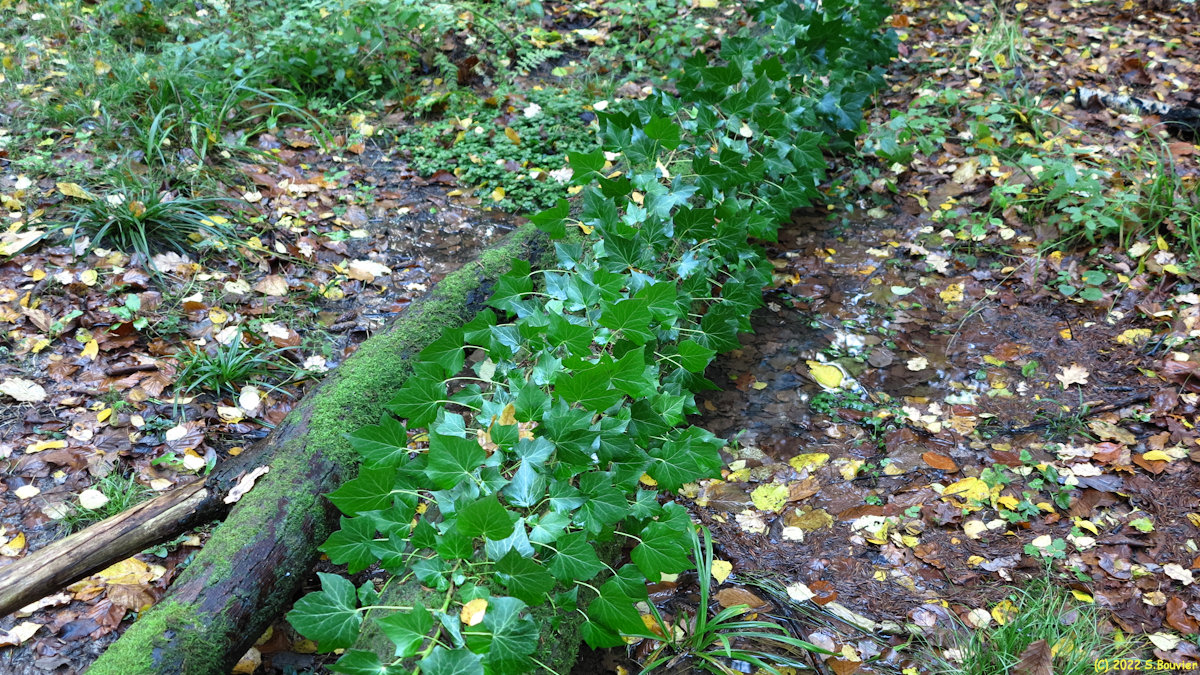 Forêt d'Eawy (Lierre)