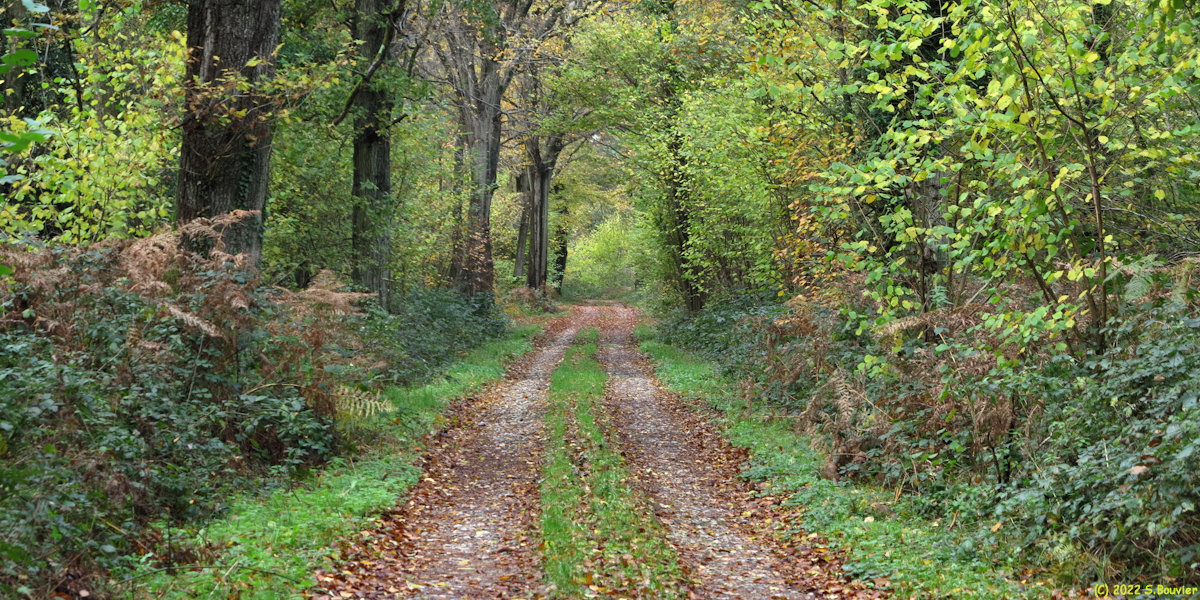 Forêt d'Eawy (Route forestière)