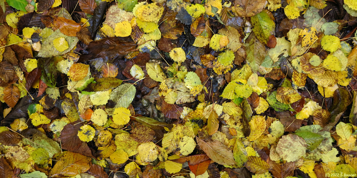 Forêt d'Eawy (Feuilles)