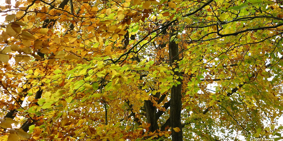 Hautot sur Mer (Automne 1)