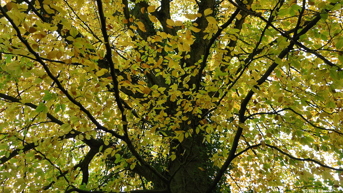 Offranville (Automne)