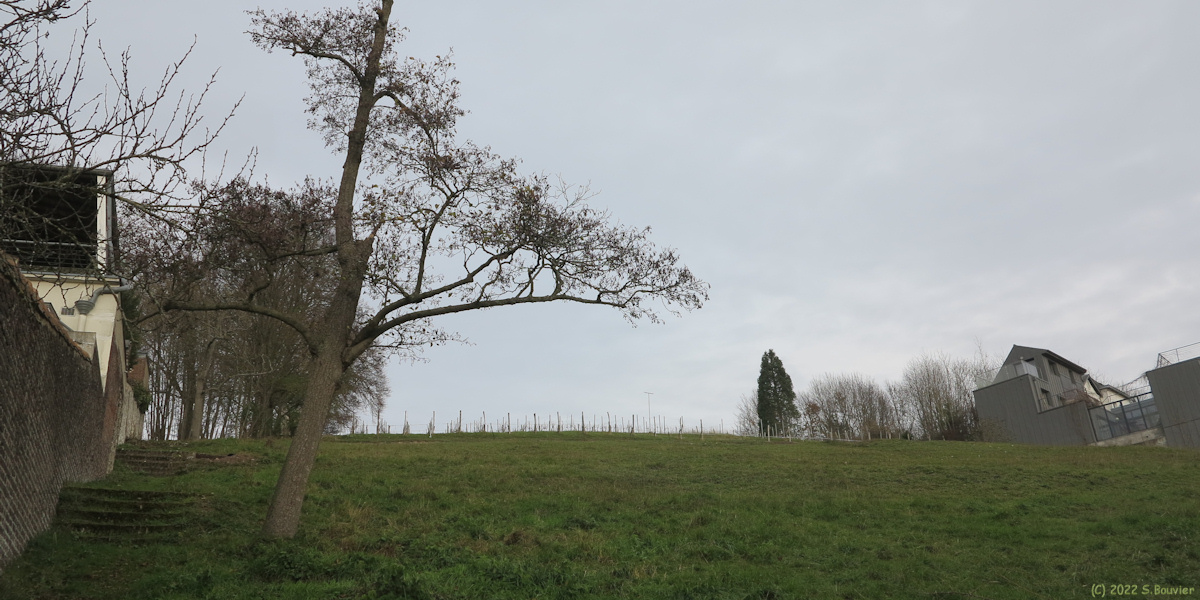 Mont Saint Aignan (Vigne)