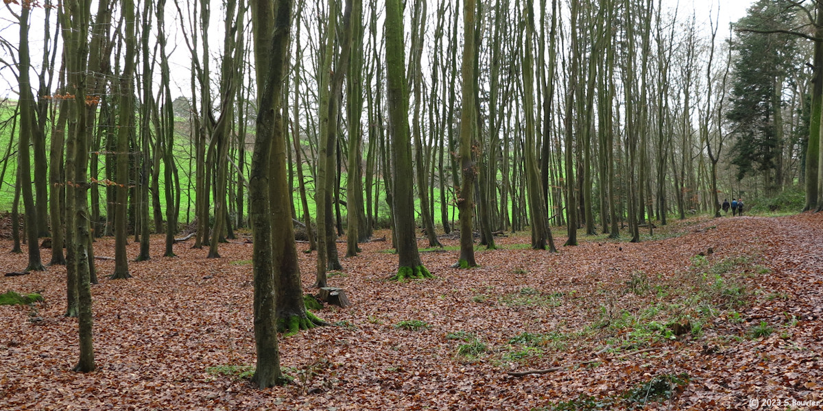 Saint Valery en Caux (Bois)