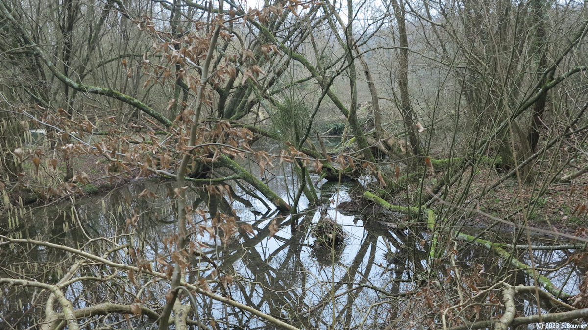 Val de Saâne (Enchevêtrement)