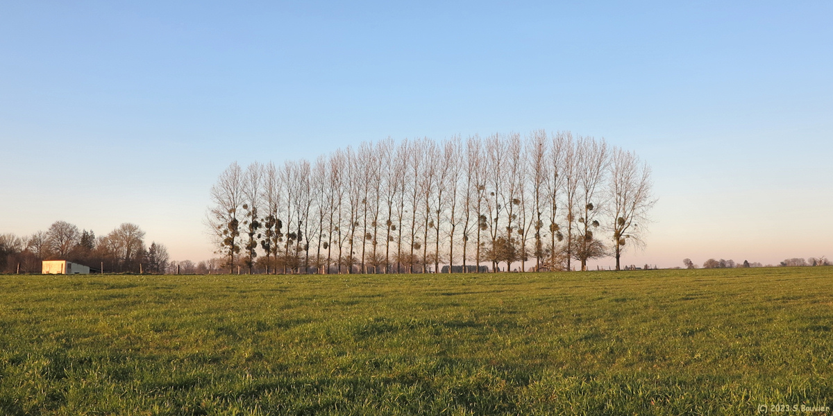 Butot (Arbres)