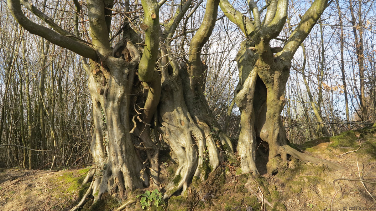 Sainte Austreberthe (Arbres Têtards)