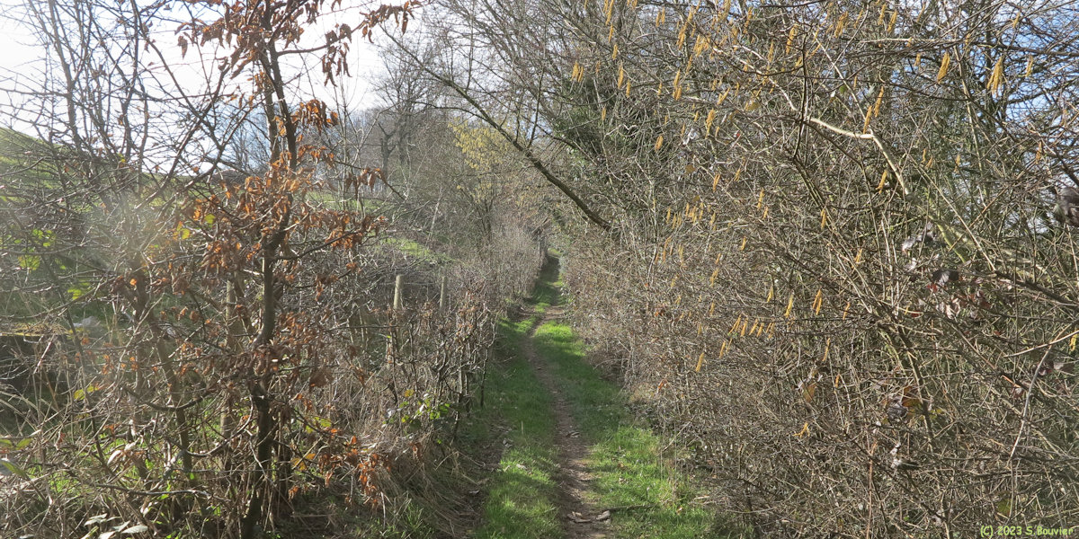 Sainte Austreberthe (Chemin)