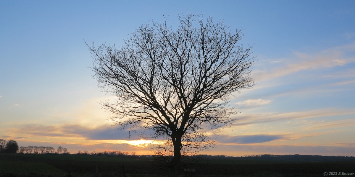 Emanville (Arbre)