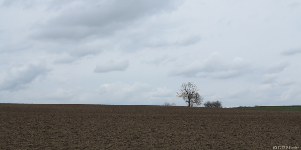 Bouville (Arbres)