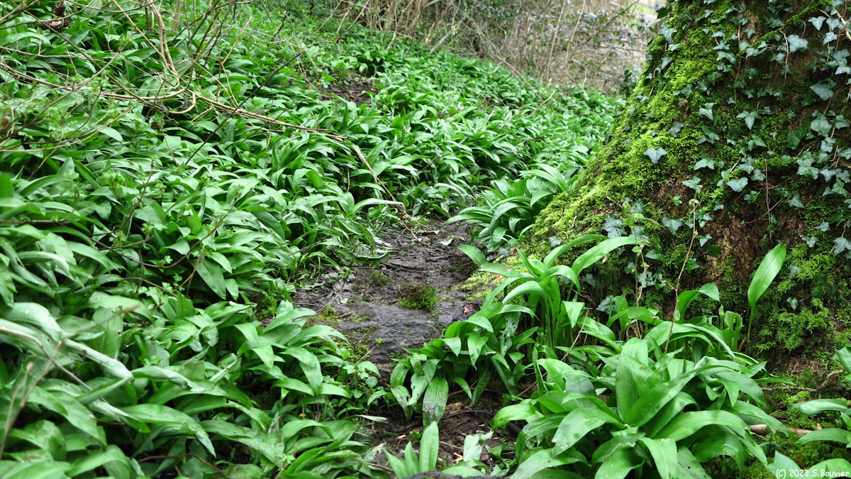 Barentin (Sentier)