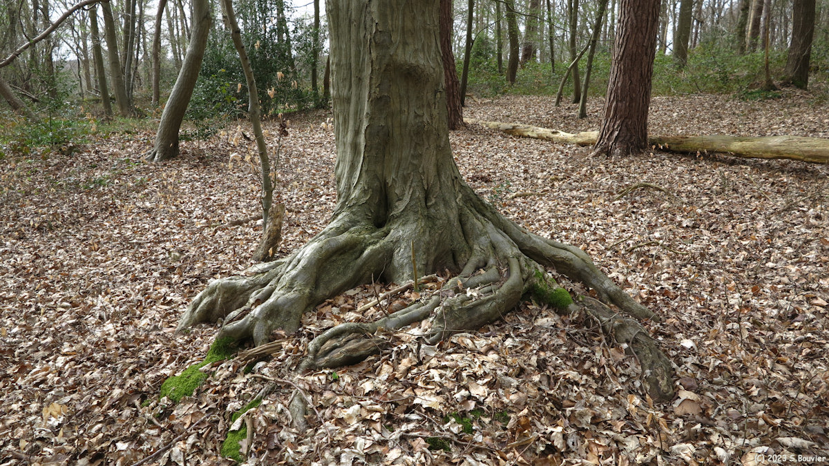 Forêt du Trait Maulévrier (Racines)