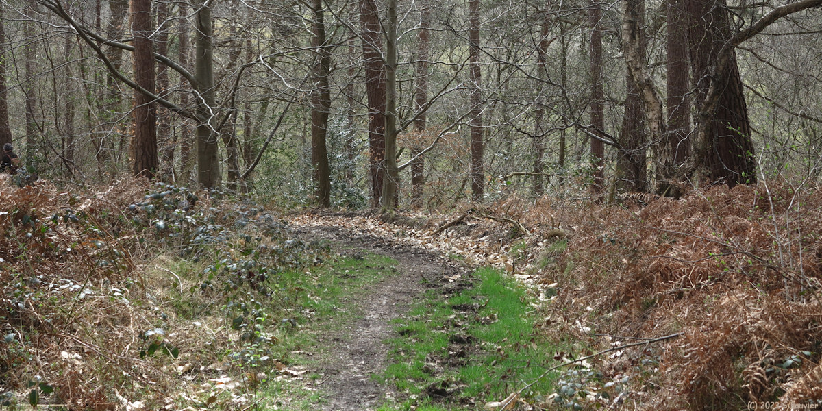 Forêt du Trait Maulévrier (Chemin 1)