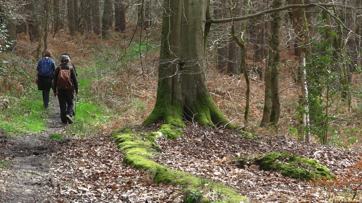 Forêt du Trait Maulévrier (Hêtre)