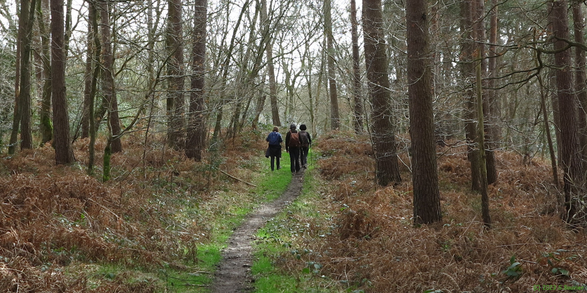 Forêt du Trait Maulévrier (Chemin 2)