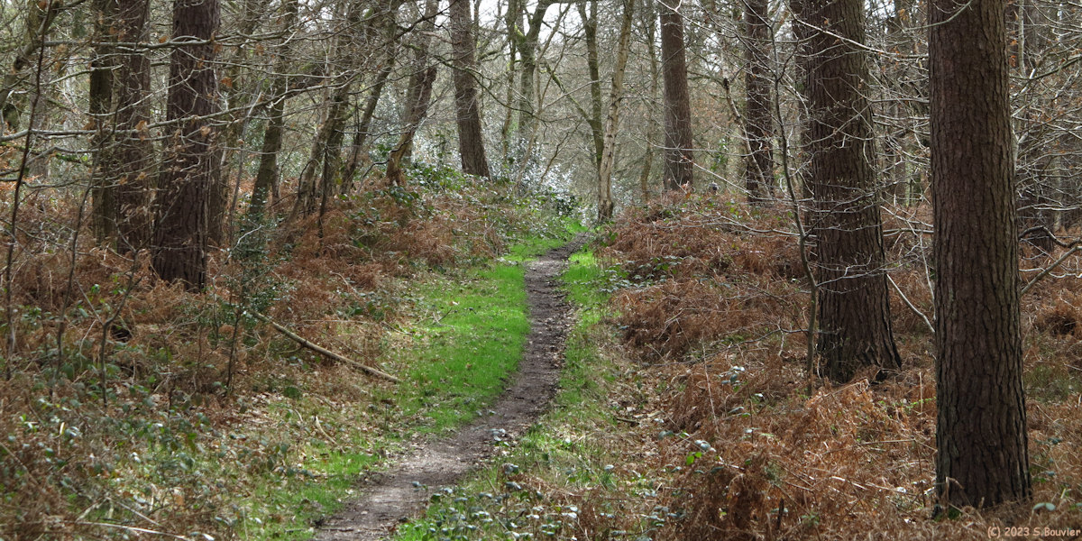 Forêt du Trait Maulévrier (Chemin 3)