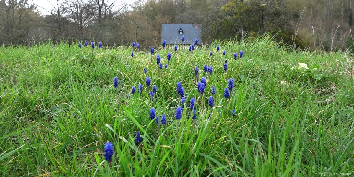 Saint Paër (Muscari)