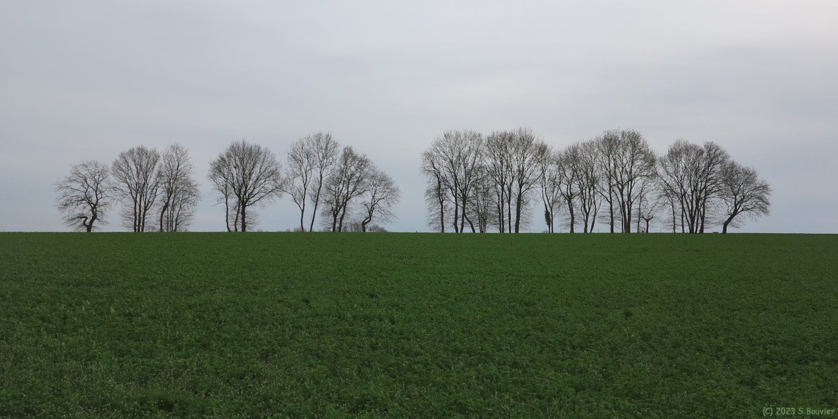 Saint Paër (Arbres)