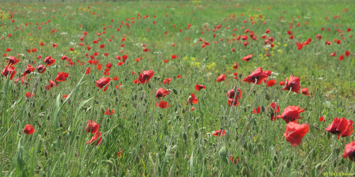 Ault (Coquelicots 1)